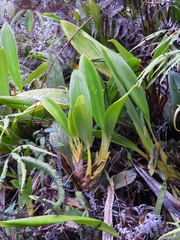 Maxillaria patens