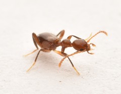 Acanthinus argentinus