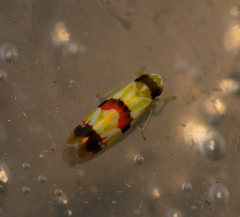 Erythroneura integra