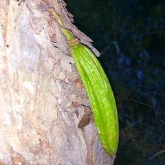 Parmentiera aculeata