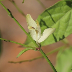 Carlowrightia