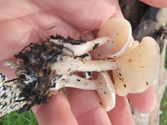 Clitocybe californiensis