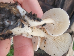 Clitocybe californiensis