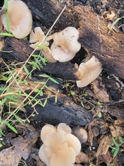 Clitocybe californiensis