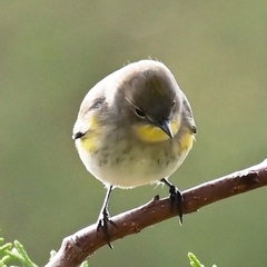 Setophaga coronata