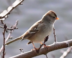Zonotrichia leucophrys