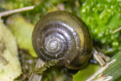 Gastrodontidae