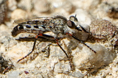 Lestomyia