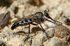 Lestomyia