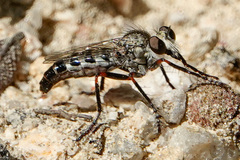 Lestomyia