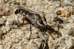 Lestomyia