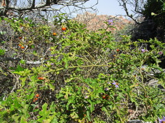 Solanum tomentosum tomentosum