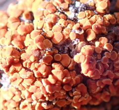 Caloplaca subpyraceella