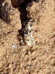 Apleurus albovestitus