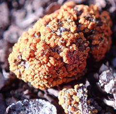 Caloplaca subpyraceella