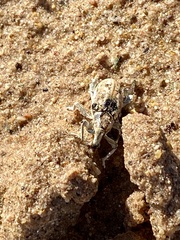 Apleurus albovestitus