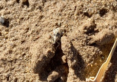 Apleurus albovestitus