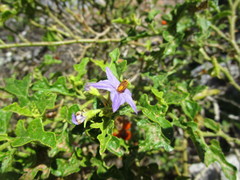 Solanum tomentosum tomentosum