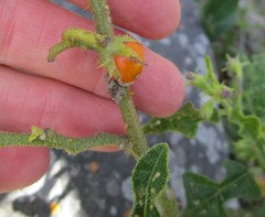 Solanum tomentosum tomentosum