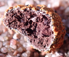 Caloplaca subpyraceella