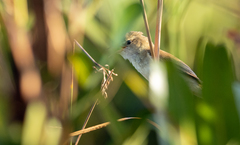 Acrocephalus orientalis