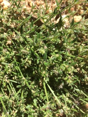 Gonocarpus elatus