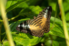 Parthenos sylvia philippensis