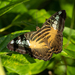 Parthenos sylvia philippensis - Photo (c) Forest Jarvis,  זכויות יוצרים חלקיות (CC BY-NC), uploaded by Forest Jarvis