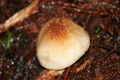 Rhodocollybia oregonensis