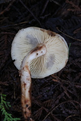 Rhodocollybia oregonensis