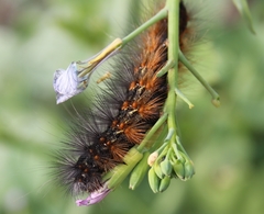 Estigmene acrea