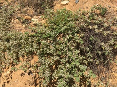 Gonocarpus elatus