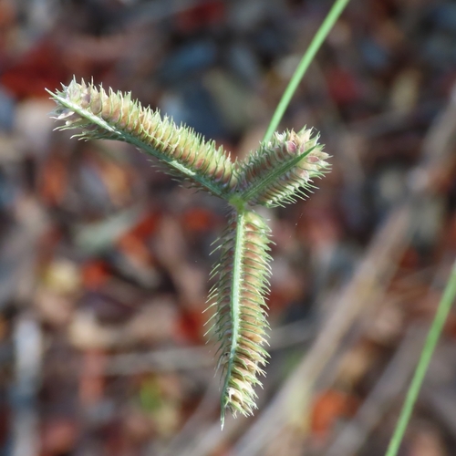 Pata de pollo (Dactyloctenium aegyptium)