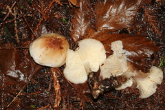 Rhodocollybia oregonensis