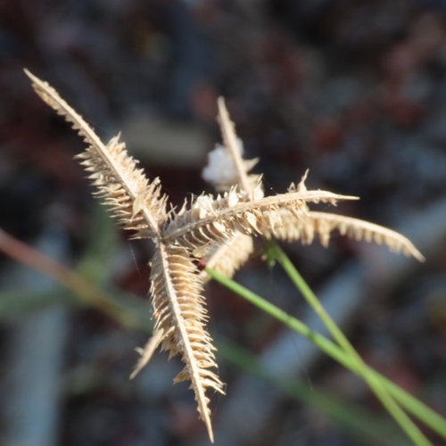 Pata de pollo (Dactyloctenium aegyptium)