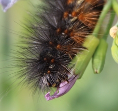 Estigmene acrea
