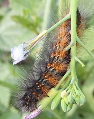 Estigmene acrea