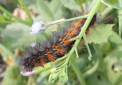 Estigmene acrea