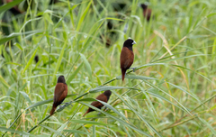 Lonchura atricapilla