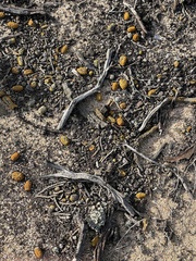 Caloplaca subpyraceella