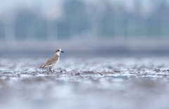 Charadrius leschenaultii