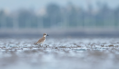 Charadrius leschenaultii