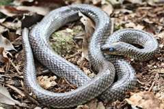 Golden Liophis photo 3