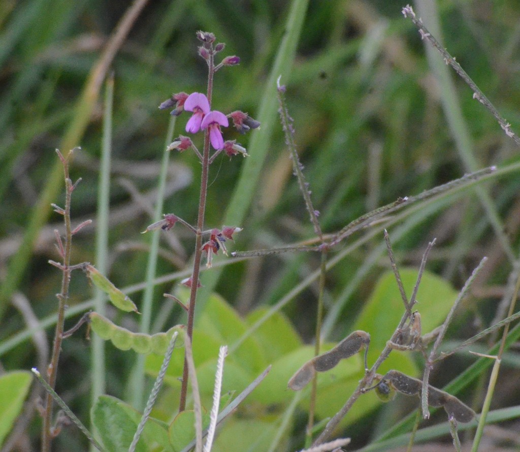 creeping beggarweed from Platt Branch WEA on May 2, 2018 by Tom Palmer ...