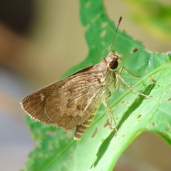 Callimormus saturnus