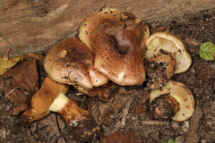 Cortinarius nanceiensis