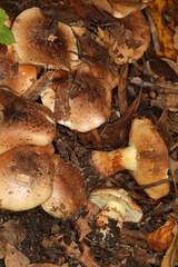 Cortinarius nanceiensis