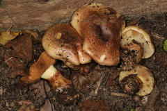 Cortinarius nanceiensis