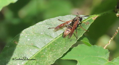 Polistes pacificus