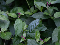 Alternanthera porrigens